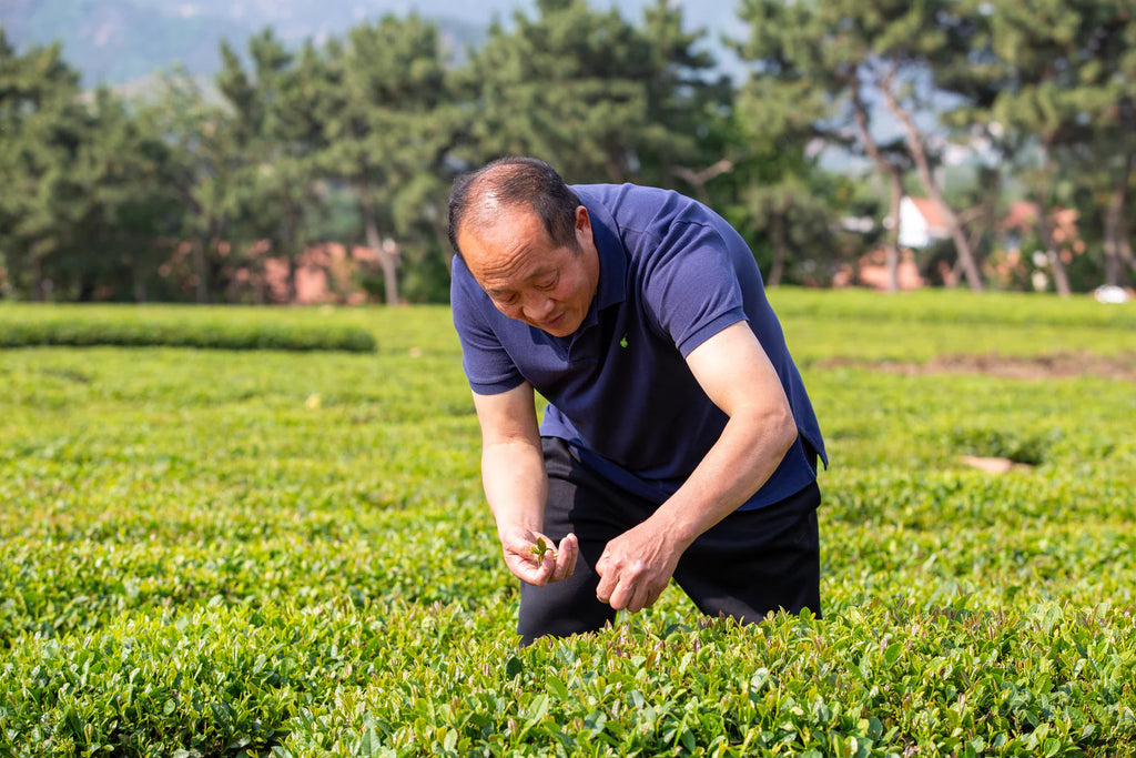 New Teas? Yes, Please!