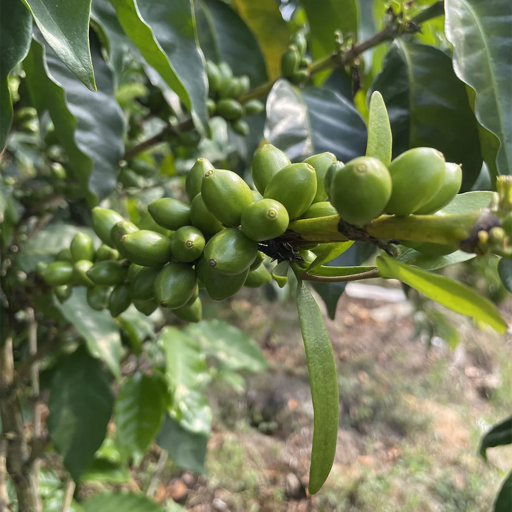 Introducing our latest drip: Colombia Tiki Punch