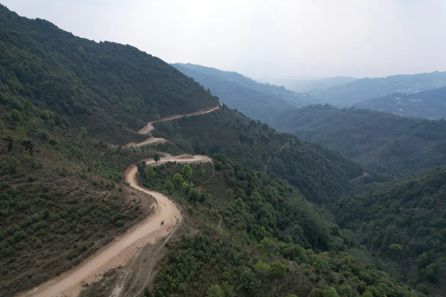 Fragrant Consort White